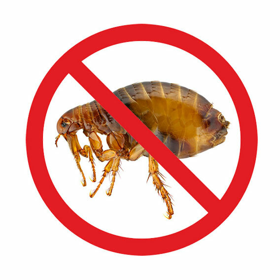 <span style="font-weight: bold;">ЦЕНЫ НА УНИЧТОЖЕНИЕ БЛОХ</span>