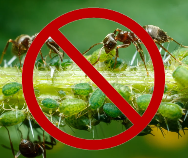 <span style="font-weight: bold;">ЦЕНЫ НА УНИЧТОЖЕНИЕ ТЛИ</span>