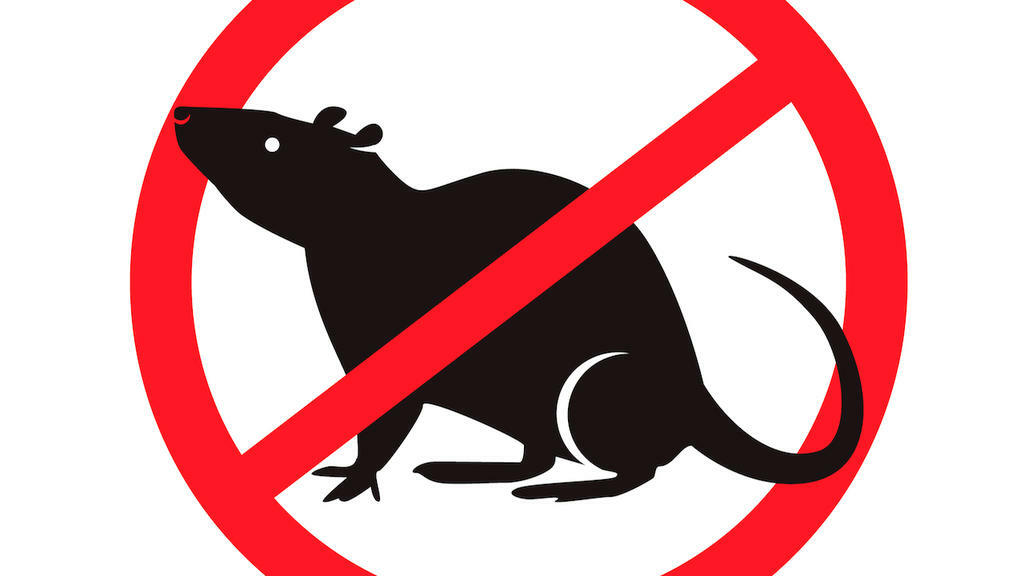 <span style="font-weight: bold;">ЦЕНЫ НА УНИЧТОЖЕНИЕ КРЫС</span>