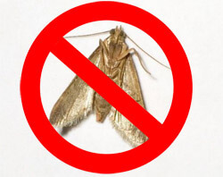 <span style="font-weight: bold;">ЦЕНЫ НА УНИЧТОЖЕНИЕ МОЛИ</span>