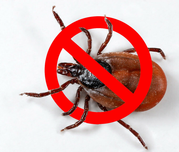 <span style="font-weight: bold;">ЦЕНЫ НА УНИЧТОЖЕНИЕ КЛЕЩЕЙ</span>